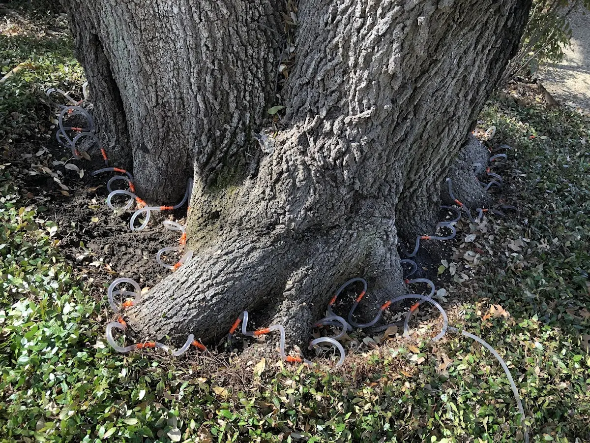 Detailed Tree Cabling and Bracing job site in Stoney Fork